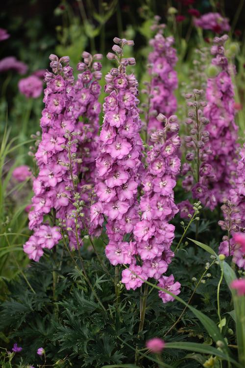 Delphinium 'Delgenius™ Chantay'