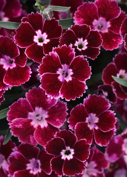 Dianthus 'Everlast™ Ruby Edge'