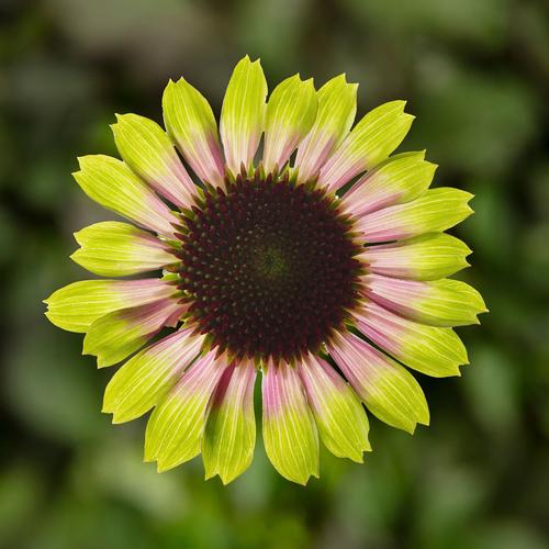 Echinacea purpurea 'Prairie Blaze™ Vintage Lime'