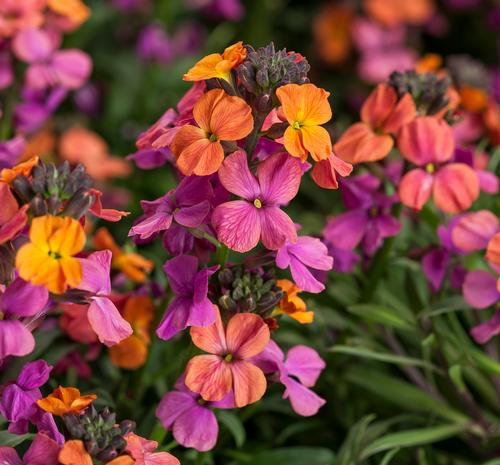 Erysimum linifolium 'Erysistible™ Bronze Rose'