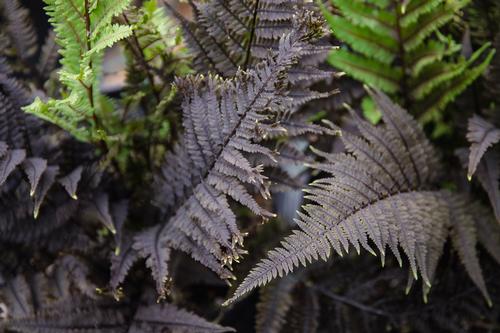 Athyrium 'Aubergine Lady'