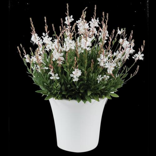 Gaura lindheimeri 'Steffi™ White'
