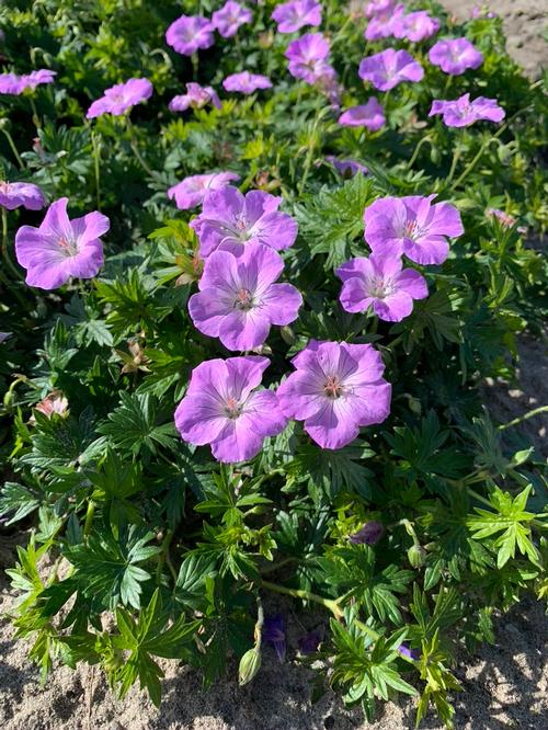 Geranium sanguineum 'Frivolius™ Lilac'