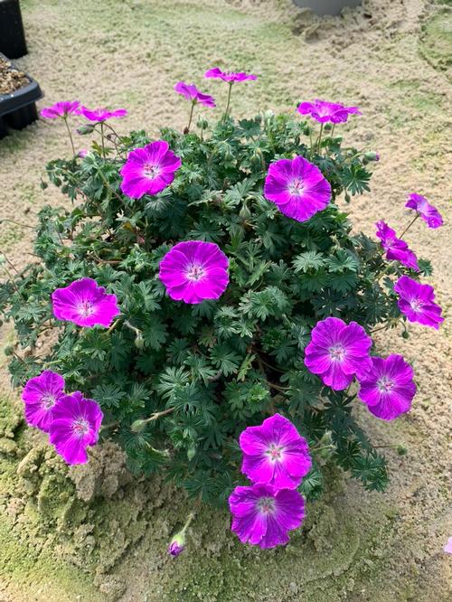 Geranium sanguineum 'Frivolius™ Purple'