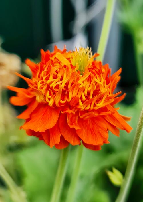 Geum coccineum 'Pumpkin Orange'