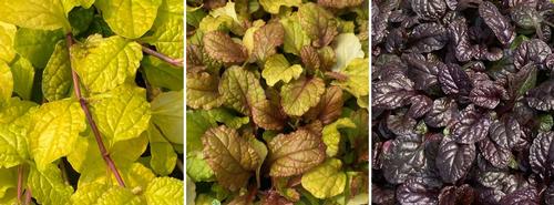 Ajuga 'Feathered Friends™ Large Leaf Mixed Tray'
