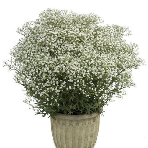Gypsophila paniculata 'Festival™ White Flare'