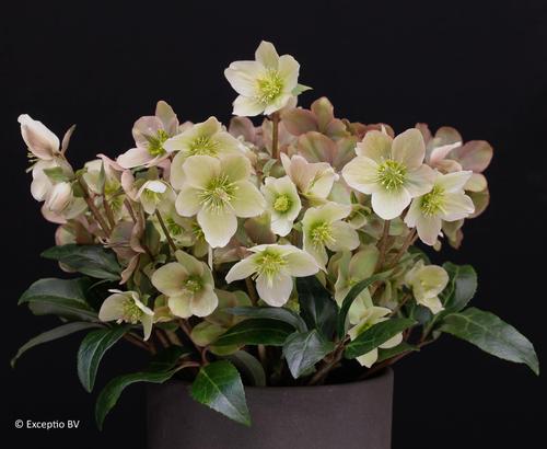 Helleborus orientalis 'Eternal Spark'