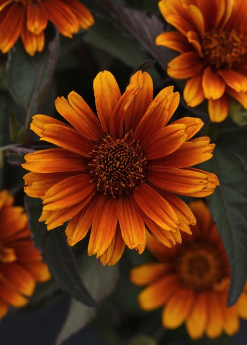 Heliopsis helianthoides 'Summer Eclipse'