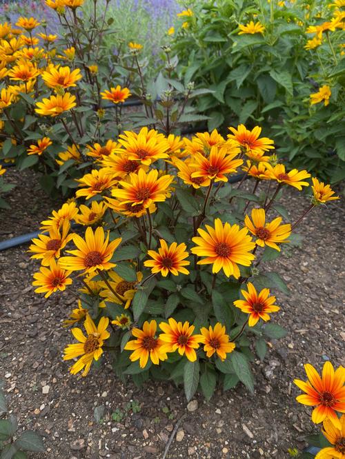 Heliopsis helianthoides 'Sole Scuro'