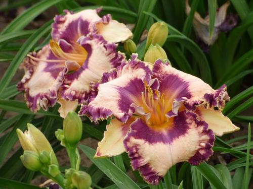 Hemerocallis 'Hanalei Bay'