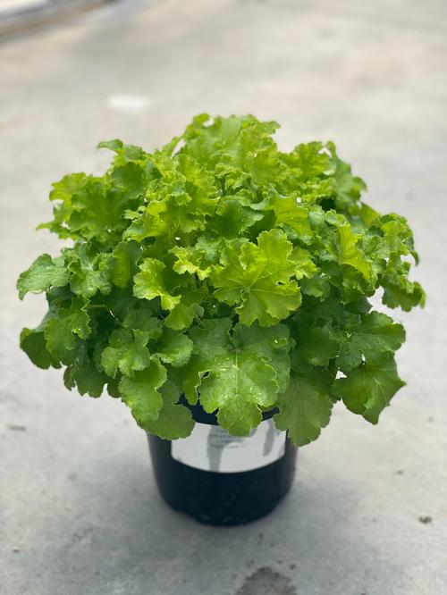 Heuchera 'Indian Summer Limeberry'