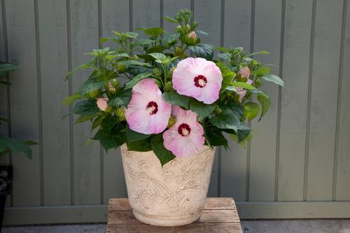 Hibiscus 'Honeymoon™ Light Rose'