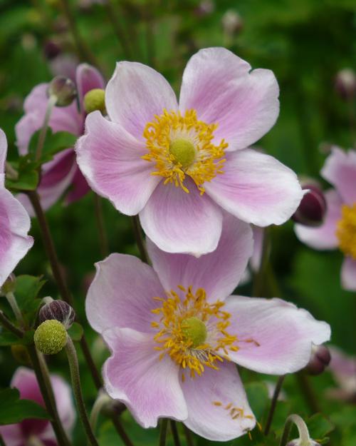 Anemone x hybrida 'September Charm'