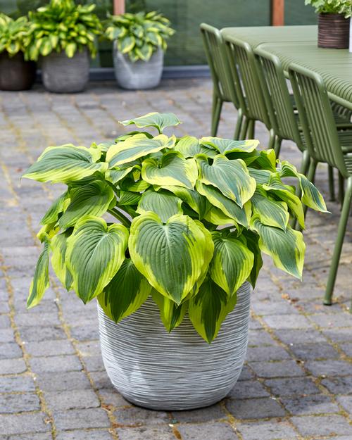 Hosta Broad Band