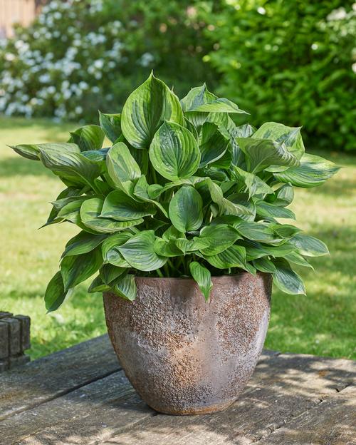 Hosta 'Green Patriot'