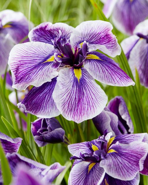 Iris ensata 'Dinner Plate™ Sundae'