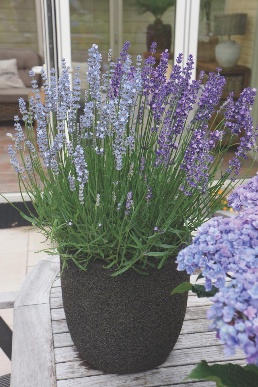 Lavandula angustifolia 'Big Time Blue & White Combo'