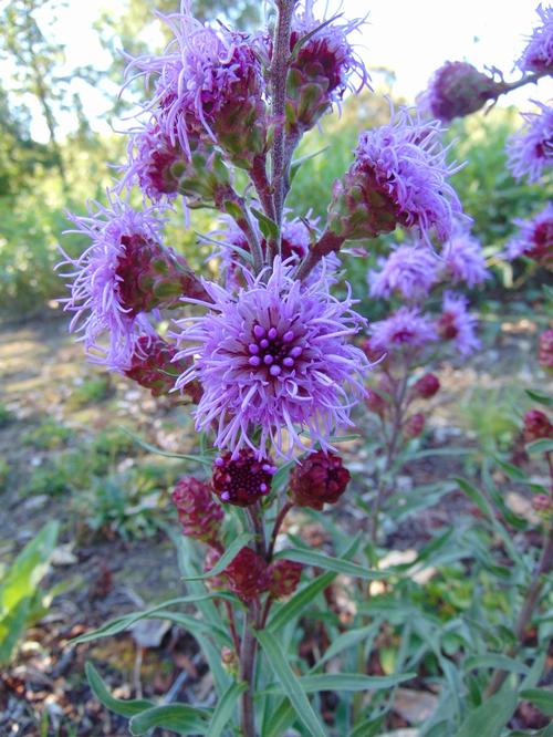 Liatris ligulistylis 