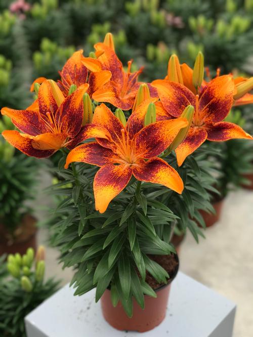 Lilium - Asiatic Pot Lily Looks™ 'Tiny Cosmic'