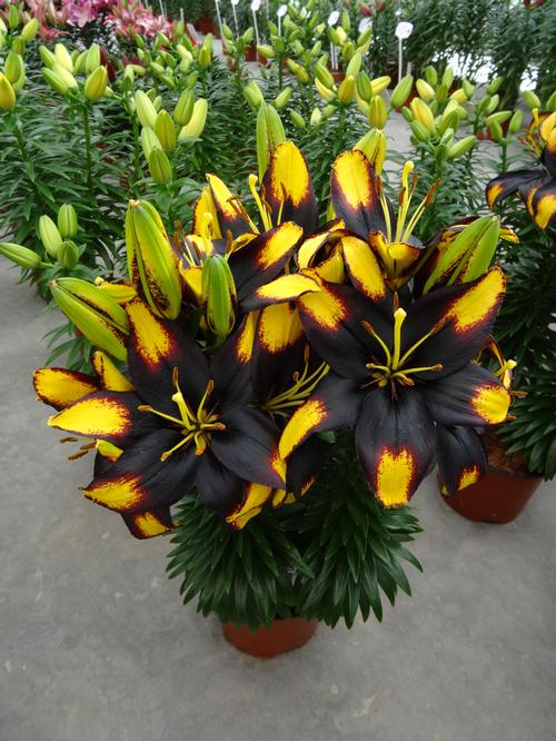 Lilium - Asiatic Pot Lily Looks™ 'Tiny Massive'