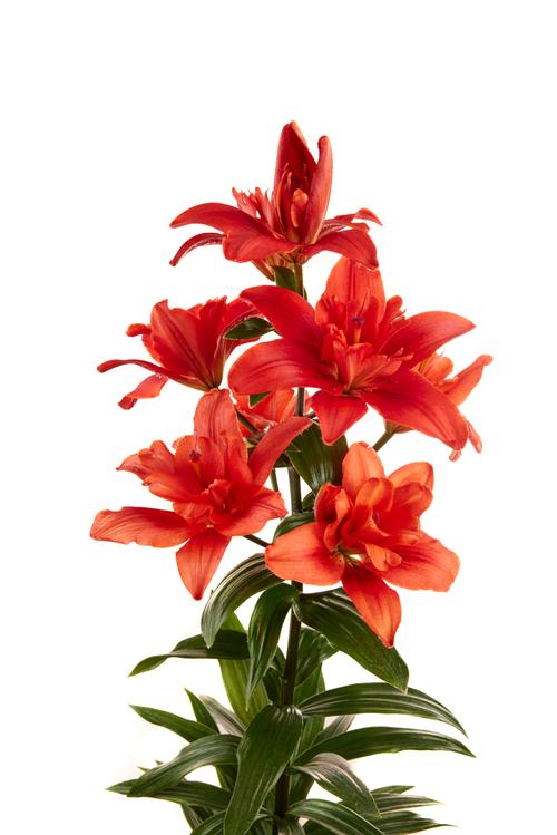 Lilium - LA Hybrid Lily 'Caddy'