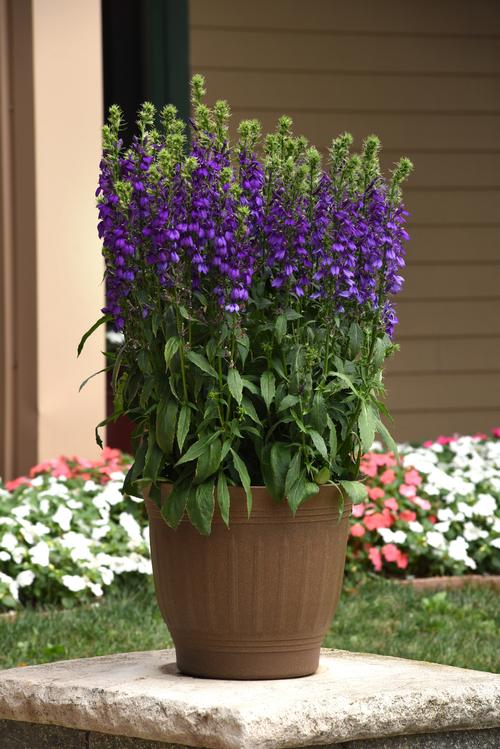 Lobelia speciosa 'STARSHIP™ Blue'