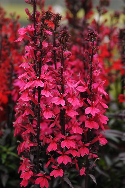 Lobelia speciosa 'STARSHIP™ Deep Rose'