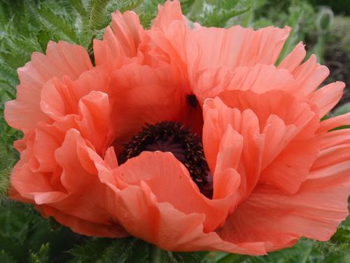 Papaver orientalis 'Aglaya'