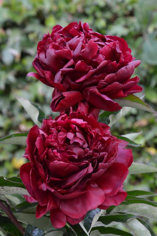 Peony 'Highlight'