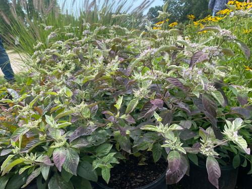 Pycnanthemum x incanum 'Smokey Mountain Mint'