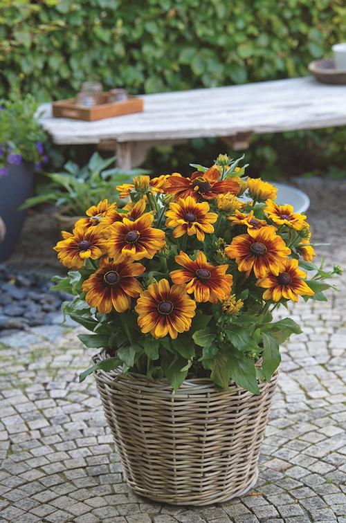 Rudbeckia hirta 'Sunbeckia® Luna'