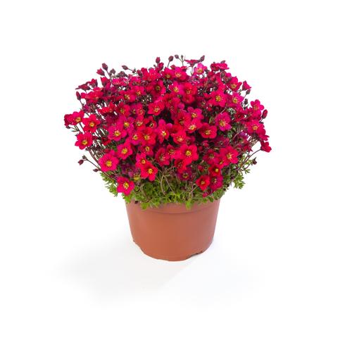 Saxifraga 'Lofty™ Dark Rose Shades'