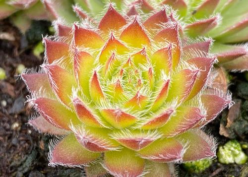 Sempervivum Chick Charms® 'Gold Dust'