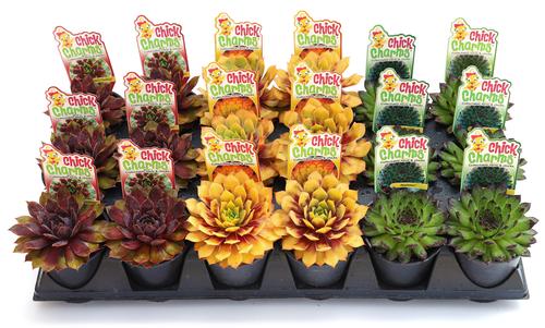 Sempervivum Chick Charms® 'Citrus Shock'