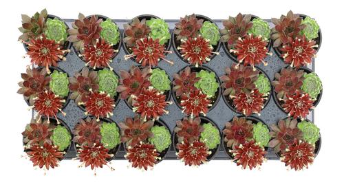 Sempervivum Chick Charms® 'Trio Sugar & Spice™'