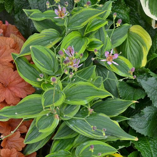 Tricyrtis formosana 'Autumn Glow'