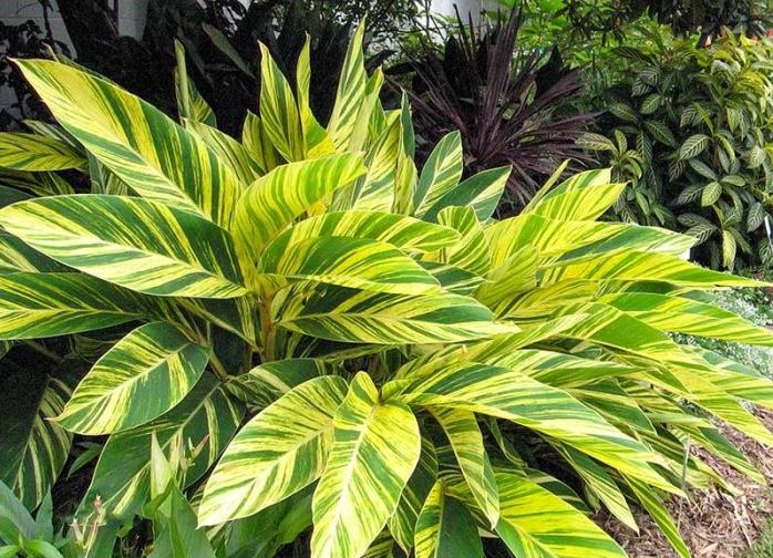 Alpinia zerumbet 'Variegata'
