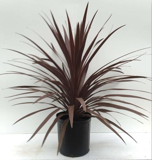 Cordyline australis 'Red Star'