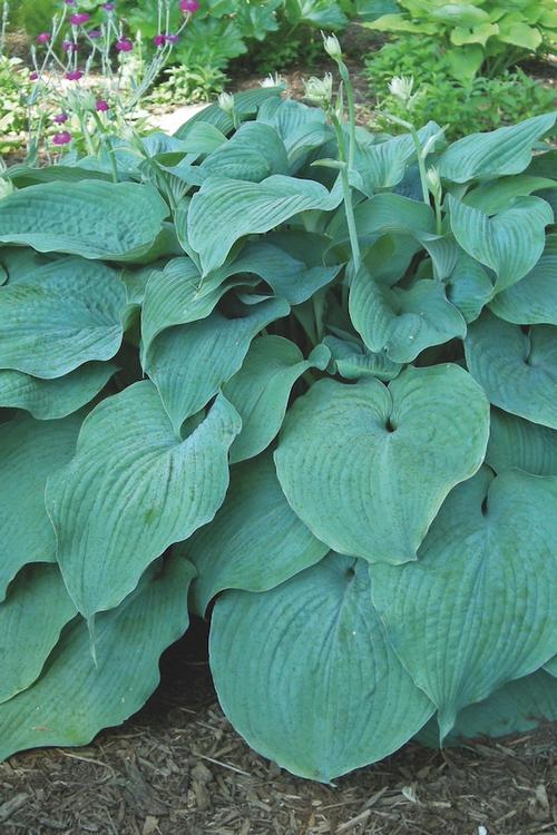Hosta 'Blue Mammoth'