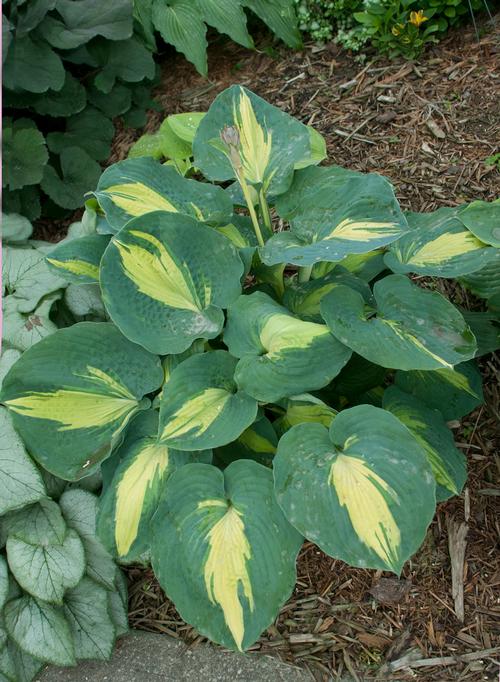 Hosta 'Dream Weaver'