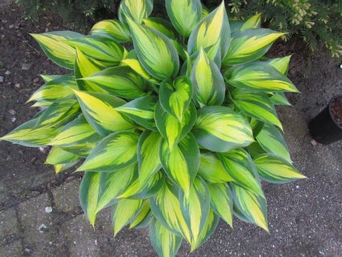 Hosta 'Justine'