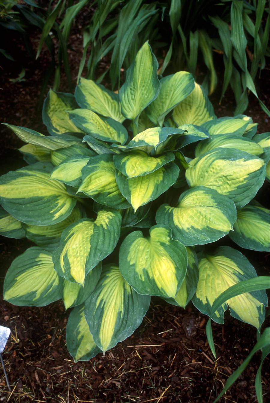 Hosta 'Captain Kirk'