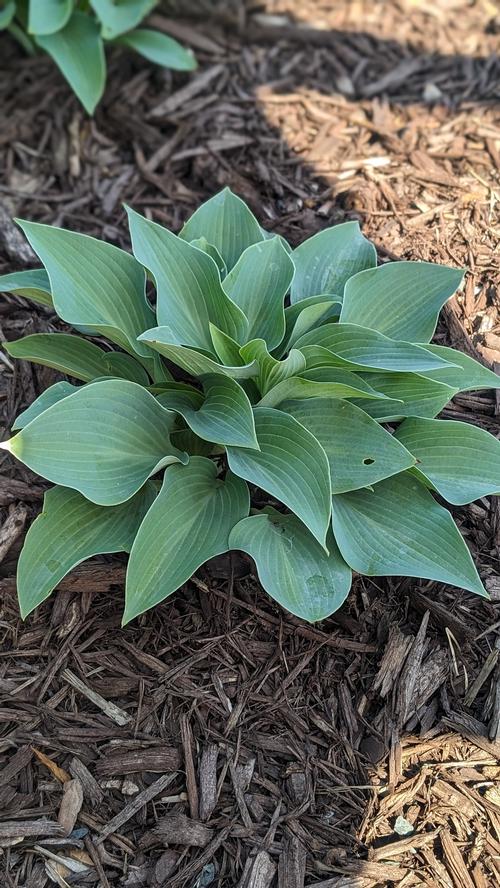 Hosta 'Fragrant Blue'