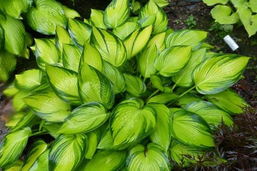 Hosta 'June Fever'
