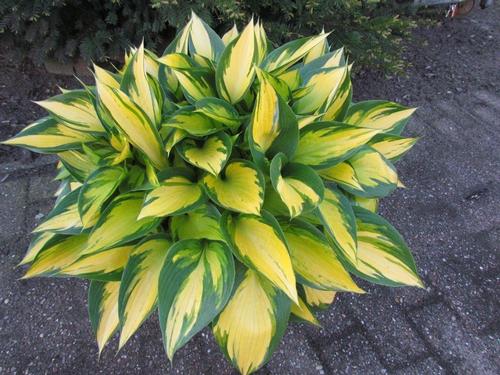 Hosta 'Orange Star'