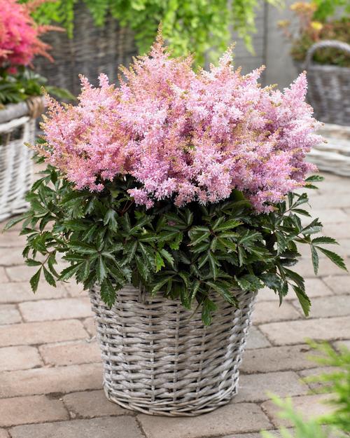 Astilbe chinensis 'Sugarberry'