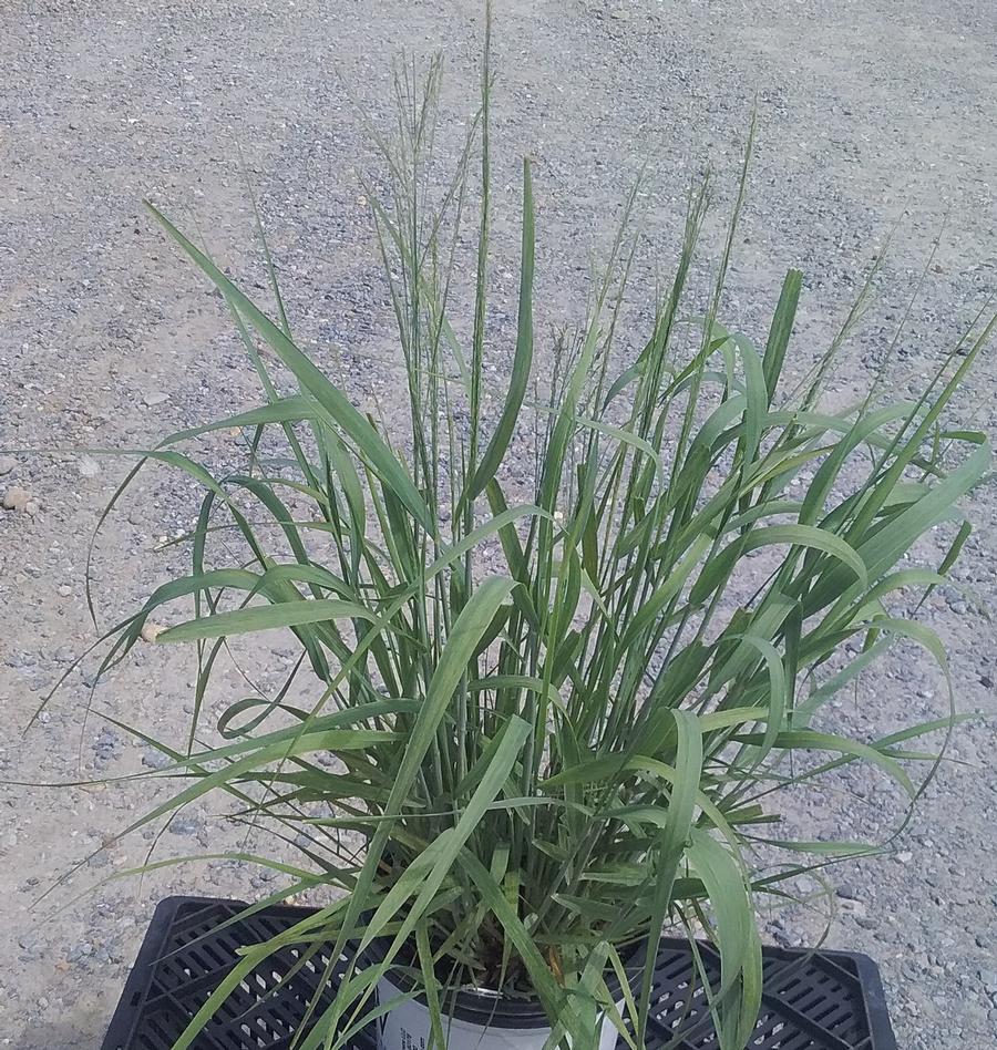 Panicum virgatum 'Niagra Falls'