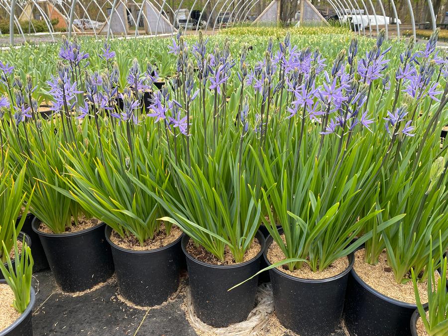 Camassia leichtlinii 'Caerulea'