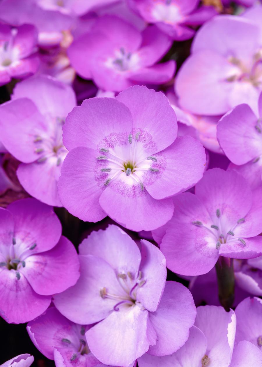 Dianthus 'Everlast™ Lavender Shimmer'